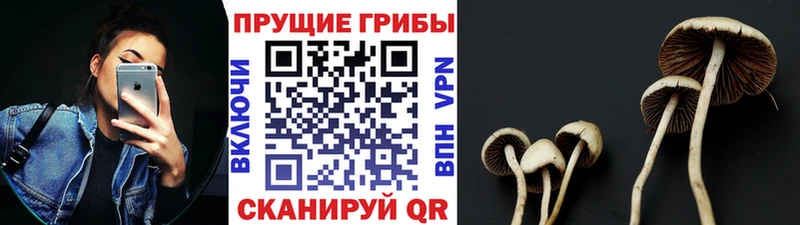 Купить  Грязовец  Псилоцибиновые грибы прущие грибы 